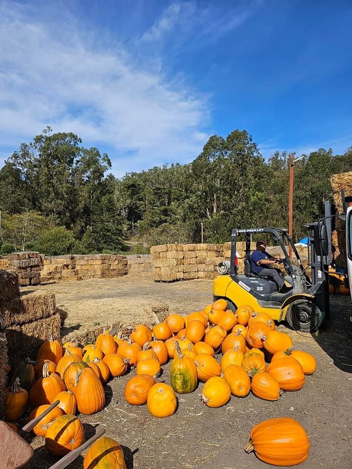 aratafarm's tweet photo. The deconstruction has begun #cleanup #maze #herestoanotheryear https://t.co/ti5wm4ed6h