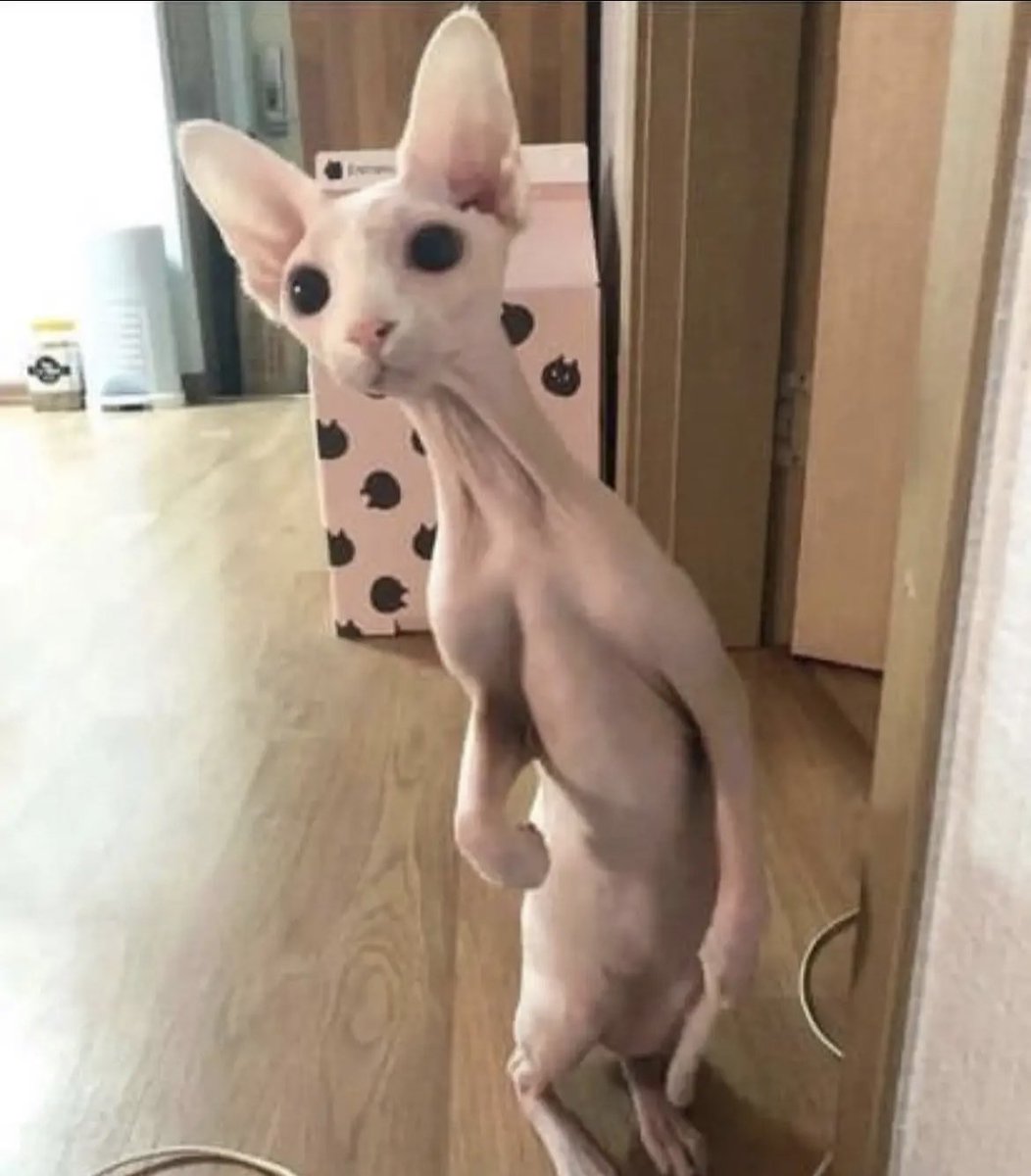 me flexing in the mirror waiting for the shower to warm up
