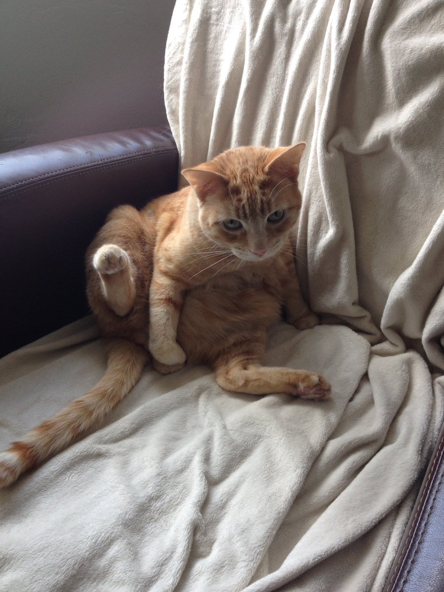 cnilswhite83's tweet photo. @jasonjwilde @WildeAndTausch @PrizePicks @YouTube Here was my orange cat, who was also an imbecile for entirely different reasons! 😂 https://t.co/pjKzKiB9Vs