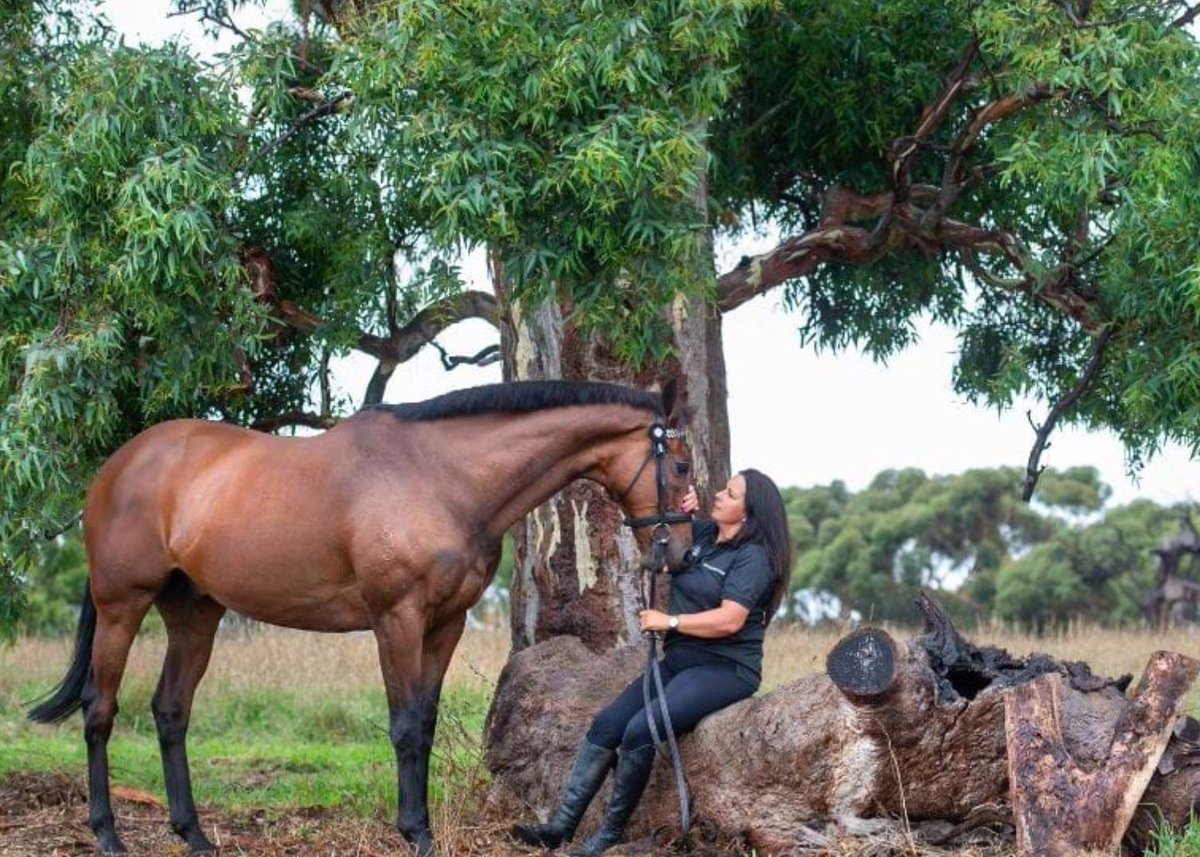 Kick Up (@kickupforracing) on Twitter photo Melbourne Cup Runners: Where are they now?
Precedence (Zabeel x Kowtow)
8th in 2010, 11th in 2011, 9th in 2012 & 6th in 2014 Melbourne Cups
A 4-time cup starter and winner on 10 of his 69 starts, Precedence has now turned his hooves to a second career in showing with <a href="/thefifi/">Fiona McIntyre</a> Melbourne Cup Runners: Where are they now?
Precedence (Zabeel x Kowtow)
8th in 2010, 11th in 2011, 9th in 2012 & 6th in 2014 Melbourne Cups
A 4-time cup starter and winner on 10 of his 69 starts, Precedence has now turned his hooves to a second career in showing with <a href="/thefifi/">Fiona McIntyre</a>