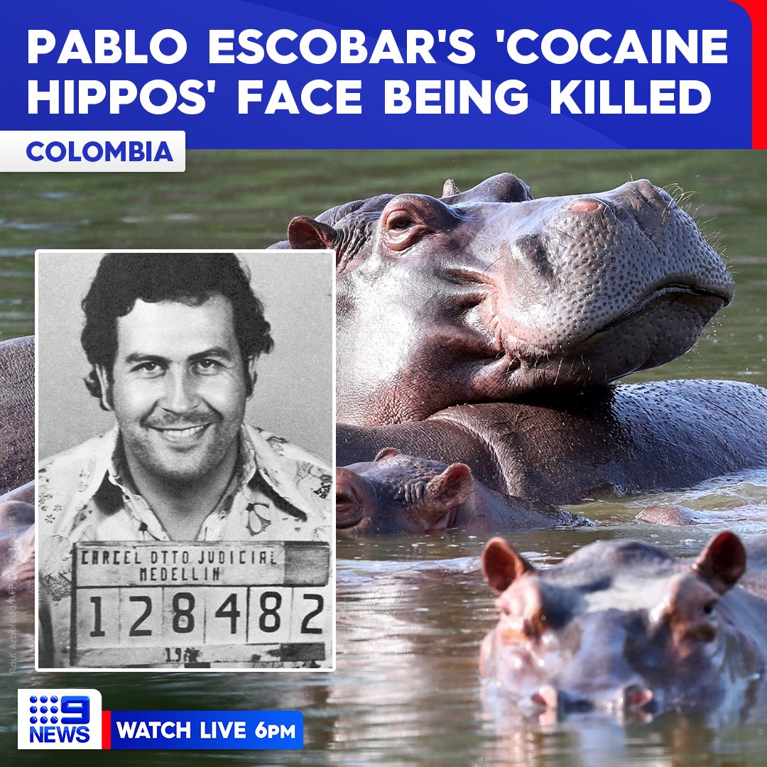 9NewsAUS's tweet photo. More than 169 'cocaine hippos' belonging to the late notorious drug lord Pablo Escobar could soon be culled by the Colombian government.

FULL STORY: https://t.co/UvAv11vzbO

#9News https://t.co/njNmuxs0f6
