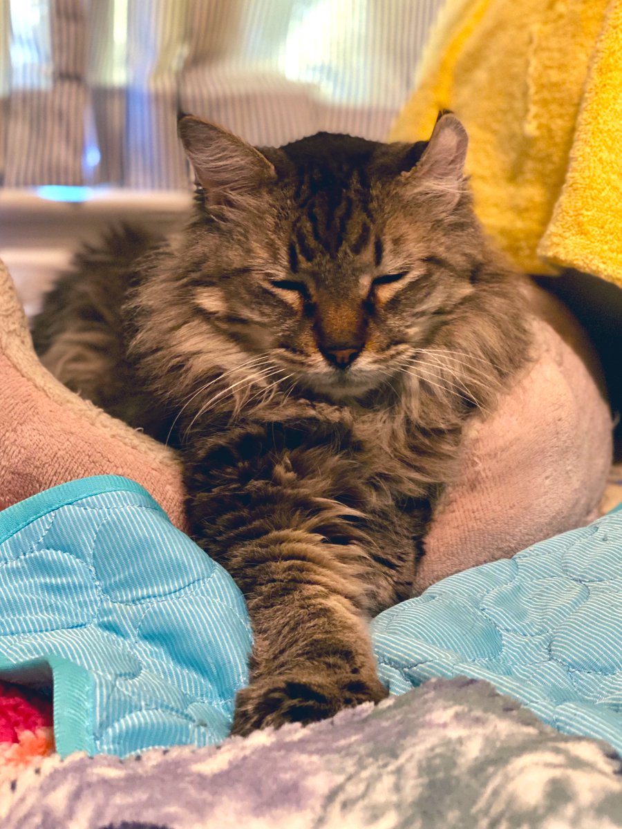 Like most senior pets, Cisco (age 13) knows it’s important to get plenty of rest, so he’s using today’s extra hour to #FallBack into an additional nap. Looking for a new napping buddy? There are lots of available older pets who’d love to apply for the job…
#AdoptASeniorPetMonth