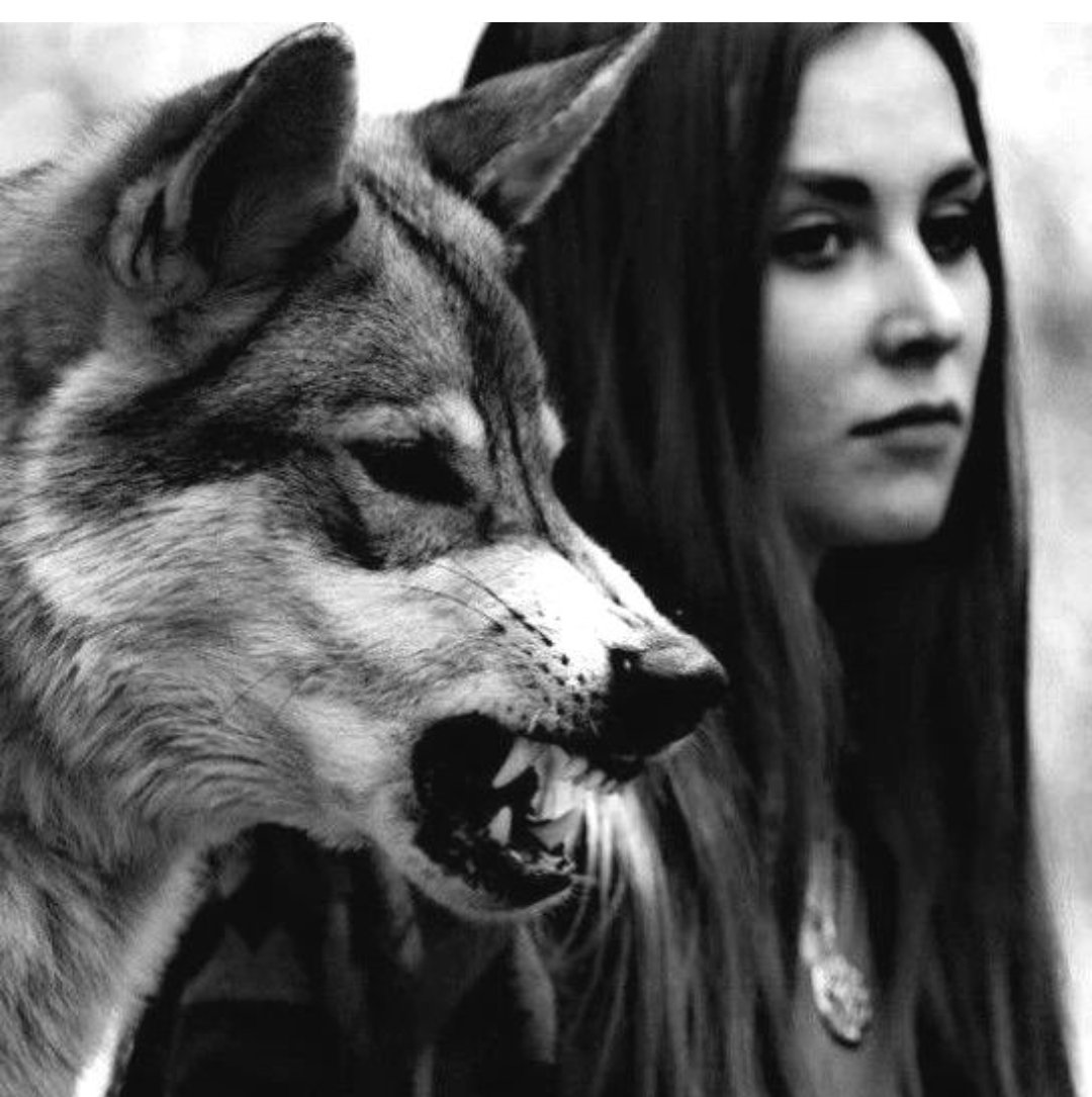 #wolf #wolfs #wolflovers #wolflover #wolves  #wolfpuppy #wolfdog #wolfdogsofinstagram #worldofwolves #wolfdogs #wolfstagram #instawolf  #wolflover  #husky #huskylove