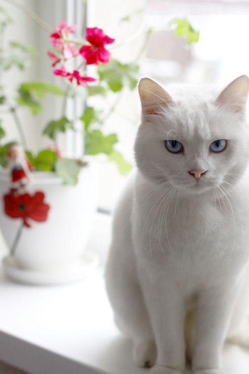 stcatz's tweet photo. 🐈🐈🐈 https://t.co/mo6RrXe7iz