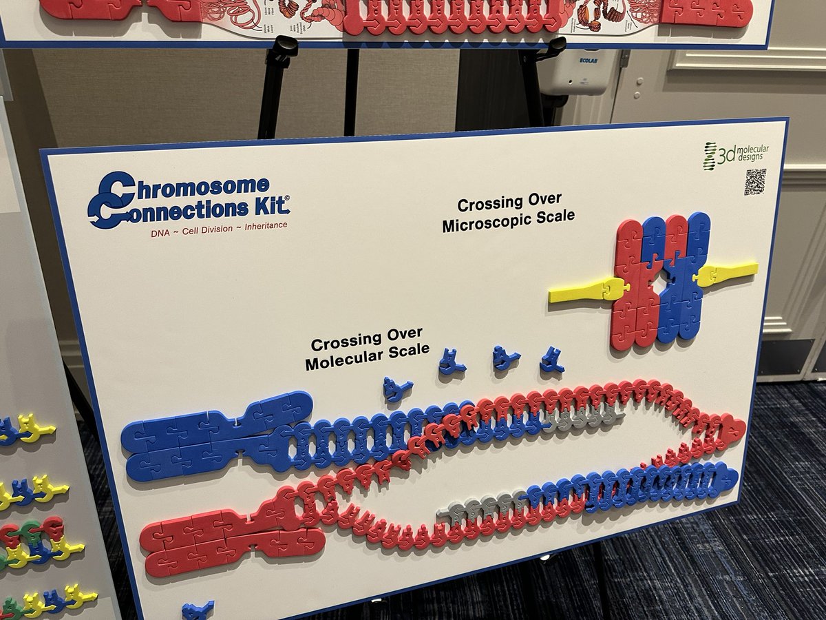 Trish Crowell, NBCT (@trishcrowell) on Twitter photo Always fun to attend a <a href="/3DMolDesigns/">3D Molecular Designs</a> workshop at #NABT2023. We already use several of these in our biology and biomed classes, and I’m looking forward to adding the meiosis one to our toolkit. Always fun to attend a <a href="/3DMolDesigns/">3D Molecular Designs</a> workshop at #NABT2023. We already use several of these in our biology and biomed classes, and I’m looking forward to adding the meiosis one to our toolkit.