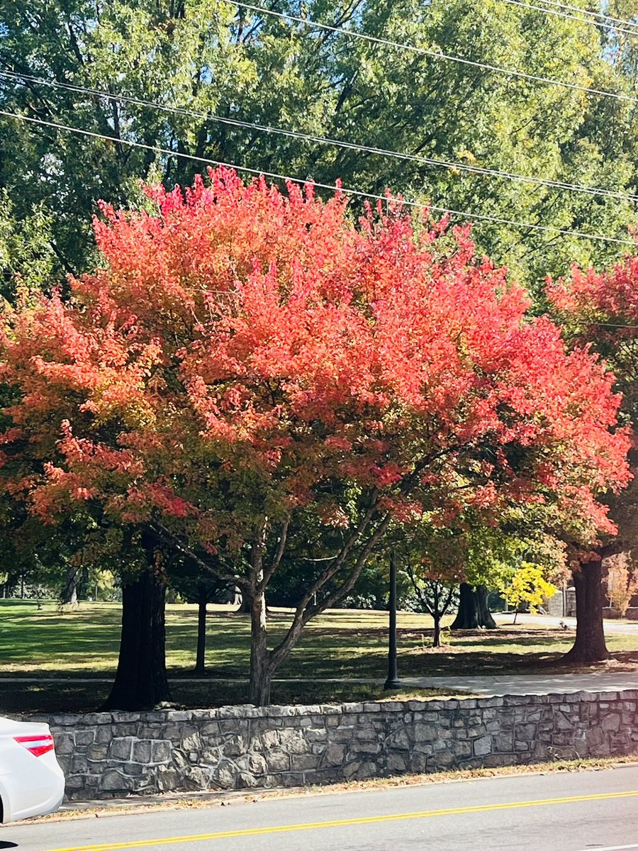 iamshalu9's tweet photo. Captured these pretty colors during my walk. Fall colors are my favorite. #NCFall #FallinNorthCarolina https://t.co/yLR2J57h5p