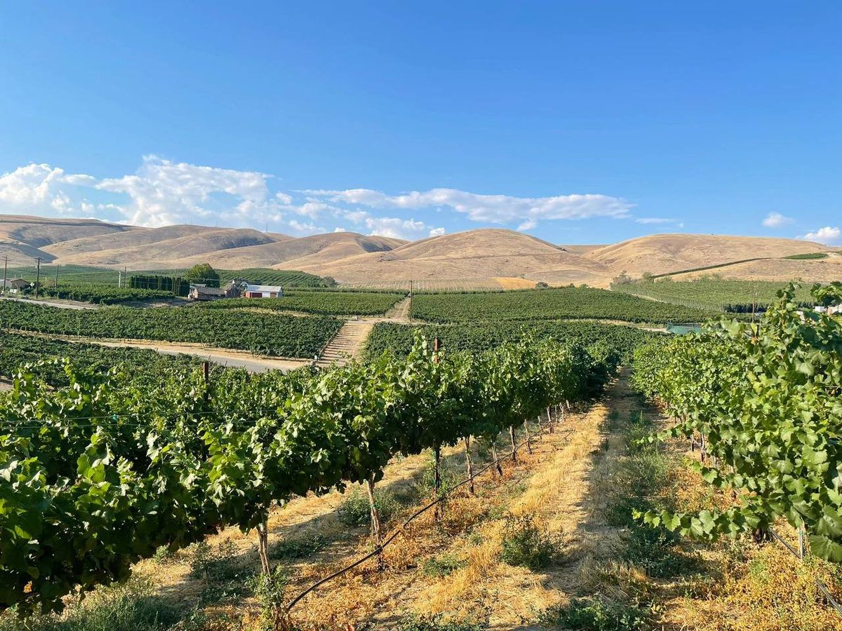 _oMonica_'s tweet photo. Cheers to a day well spent at Treveri Cellars. Unwind, relax, and enjoy the finest wines in Yakima Valley. 🥂🍷 https://t.co/BBKZBg0YFH
