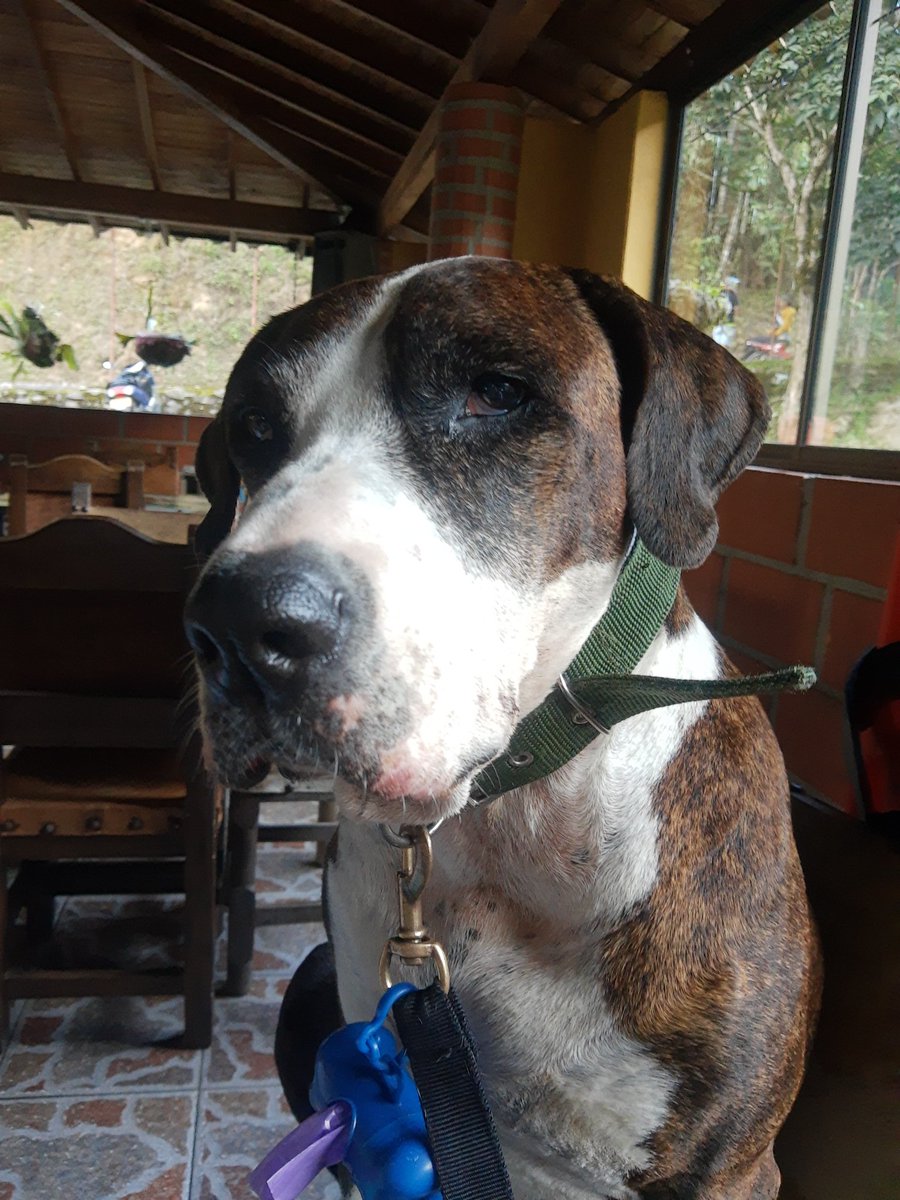 Dogs_City_'s tweet photo. Hoy fue día de una #SashaAventura ya era tiempo de dejar el trabajo a un lado y disfrutar de la naturaleza... #SashaGallego #HablemosDePeludos 💚🐶🐾 https://t.co/pR935ZJzQo