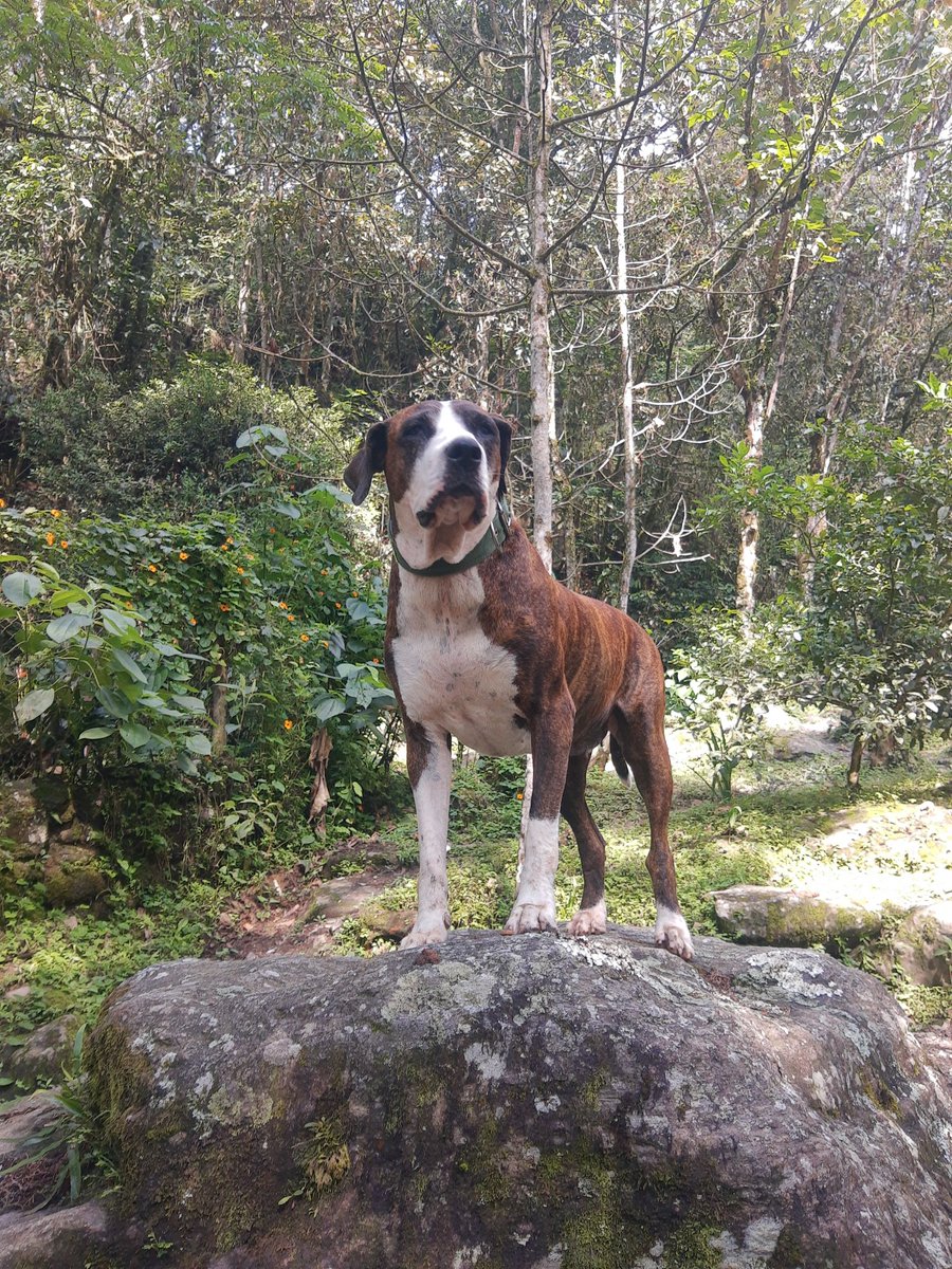 Dogs_City_'s tweet photo. Hoy fue día de una #SashaAventura ya era tiempo de dejar el trabajo a un lado y disfrutar de la naturaleza... #SashaGallego #HablemosDePeludos 💚🐶🐾 https://t.co/pR935ZJzQo