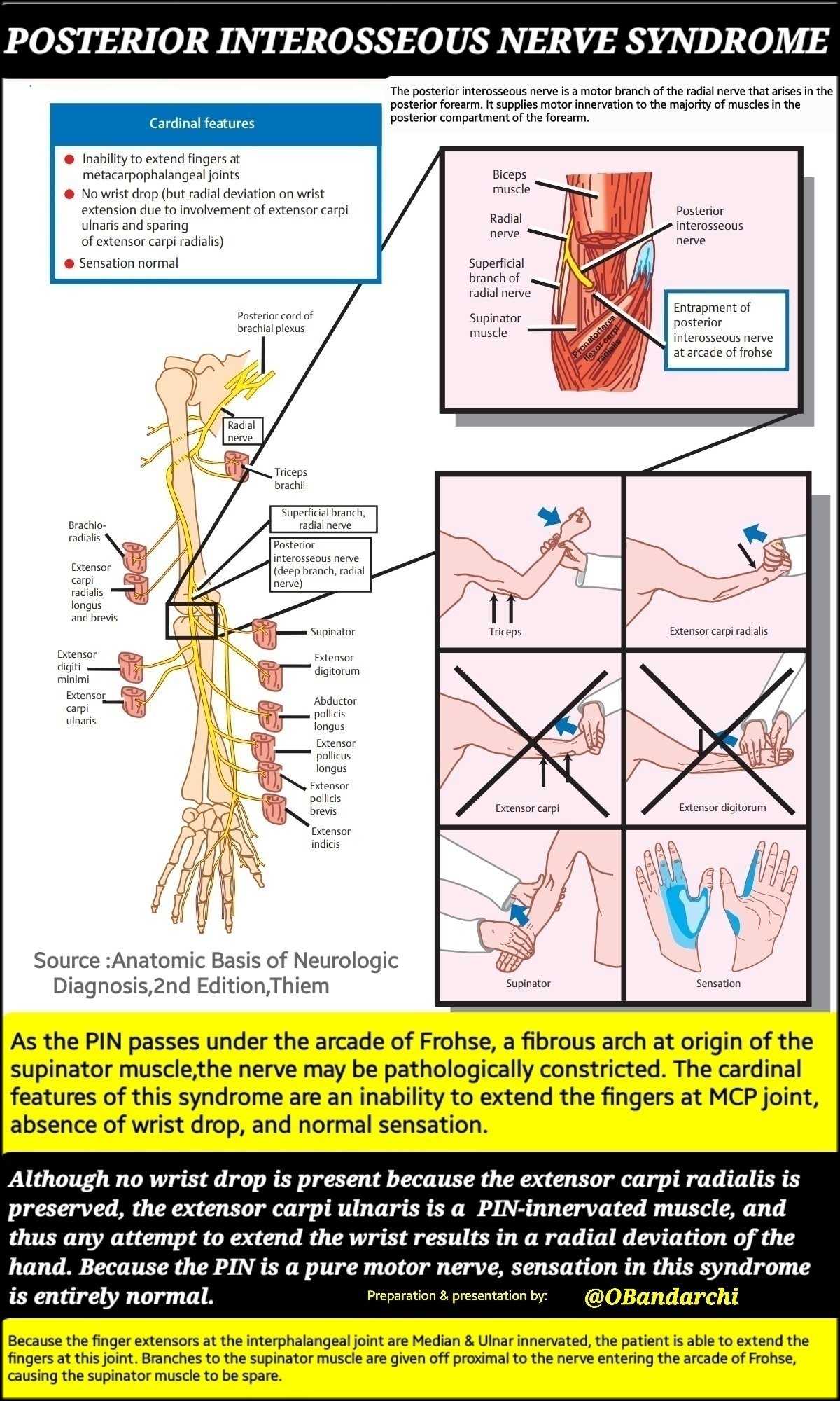 Anterior Interosseous Nerve Netter