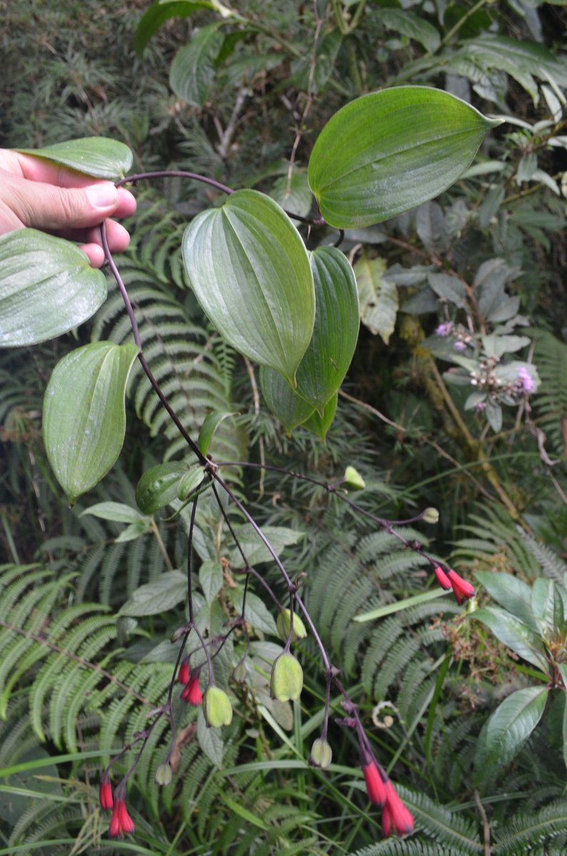 rosemberhu's tweet photo. Registramos a Bomarea cordifolia (Alstroemeriaceae) en bosques montanos de Bolivia. #Bomarea #Alstroemeriaceae #Yungas  #Bolivia. Disponible en: https://t.co/oSGLF3n2X0 https://t.co/bLuarOzyZb