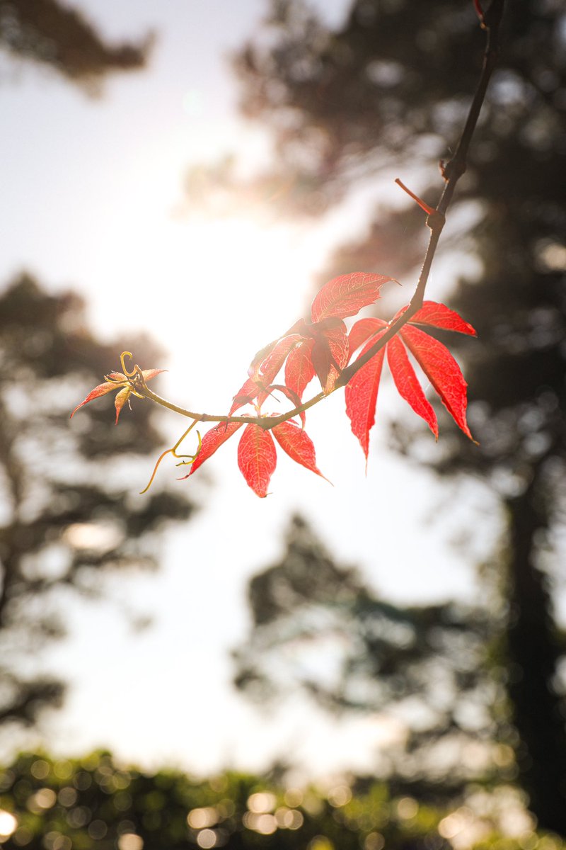 those red leaves looked so pretty under the sun☀️
#NaturePhotograhpy #photograghy
