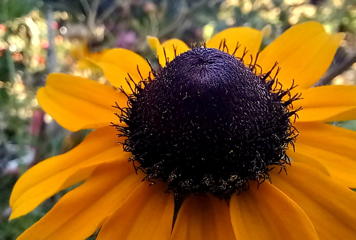 Peter Messerschmidt tweet media