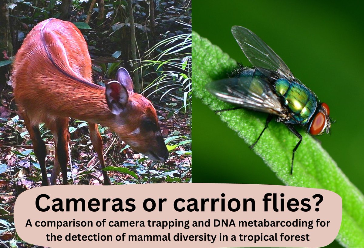 tiff_degroot's tweet photo. Get ready to answer that age-old question, which is better for mammal surveys: camera traps or carrion flies!? (ok, maybe decade-old question...)

Hear for yourself at 2:30 pm during Molecular Ecology I on Monday at #TWS2023! https://t.co/6FAVCE2fCp