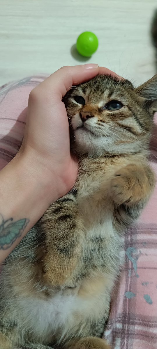 ❌❌❌❌
İsmi Mini 1 aylık Dişi 
Sokakda buldugumda Gözleri enfeksiyon Olmuş Kötü durumdaydi eve getirdim Damlayla Gözleri Düzeldi şimdi ona Ömürlük Yuva arıyorum Tekrar Sokağa salarsam yaşayamaz Ufacık daha bebek lütfen RT yaparak Ona şans verelim Belki Yuva buluruz 🙏
İstanbul