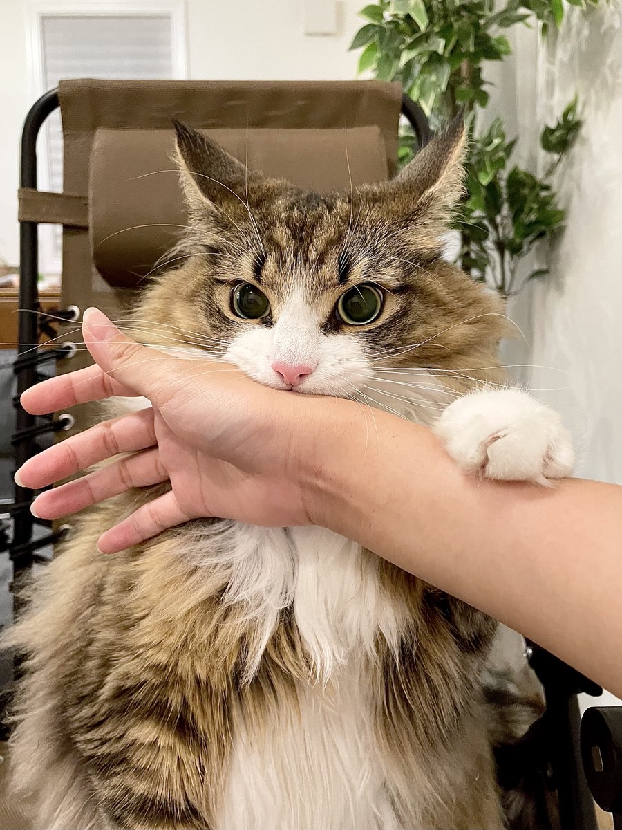 これは「お留守番寂しかったぞ…」の顔