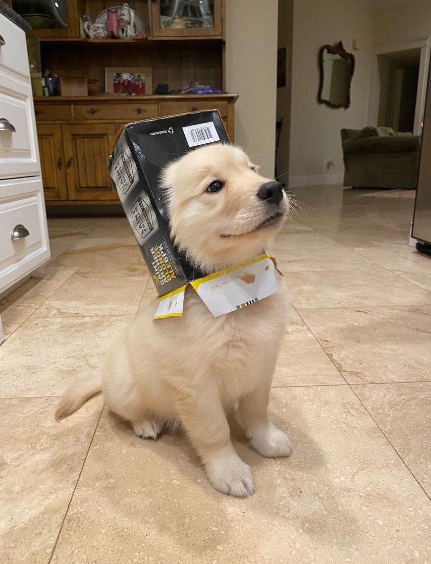 💖 (@twaniimals) on Twitter photo 