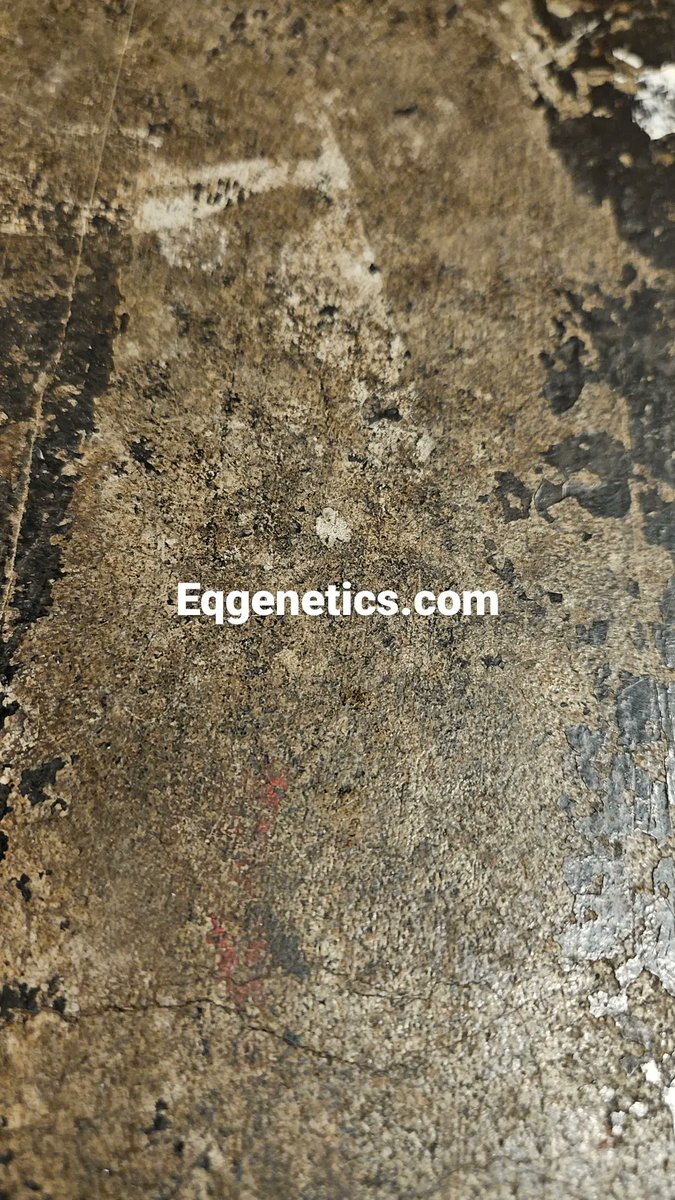 Eqgenetics.com our online store is now live!