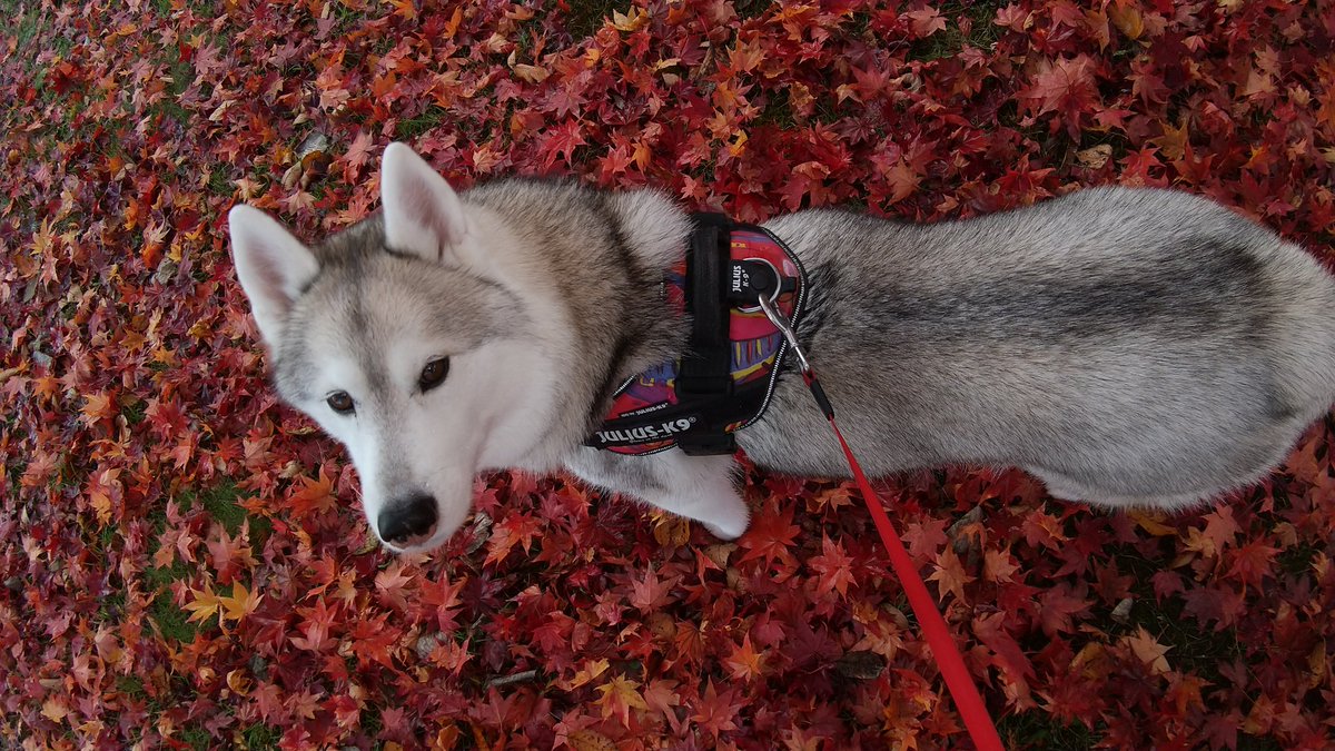 Husky_one1's tweet photo. 真っ赤っか
落ち葉の絨毯 https://t.co/9HsLihhMzU