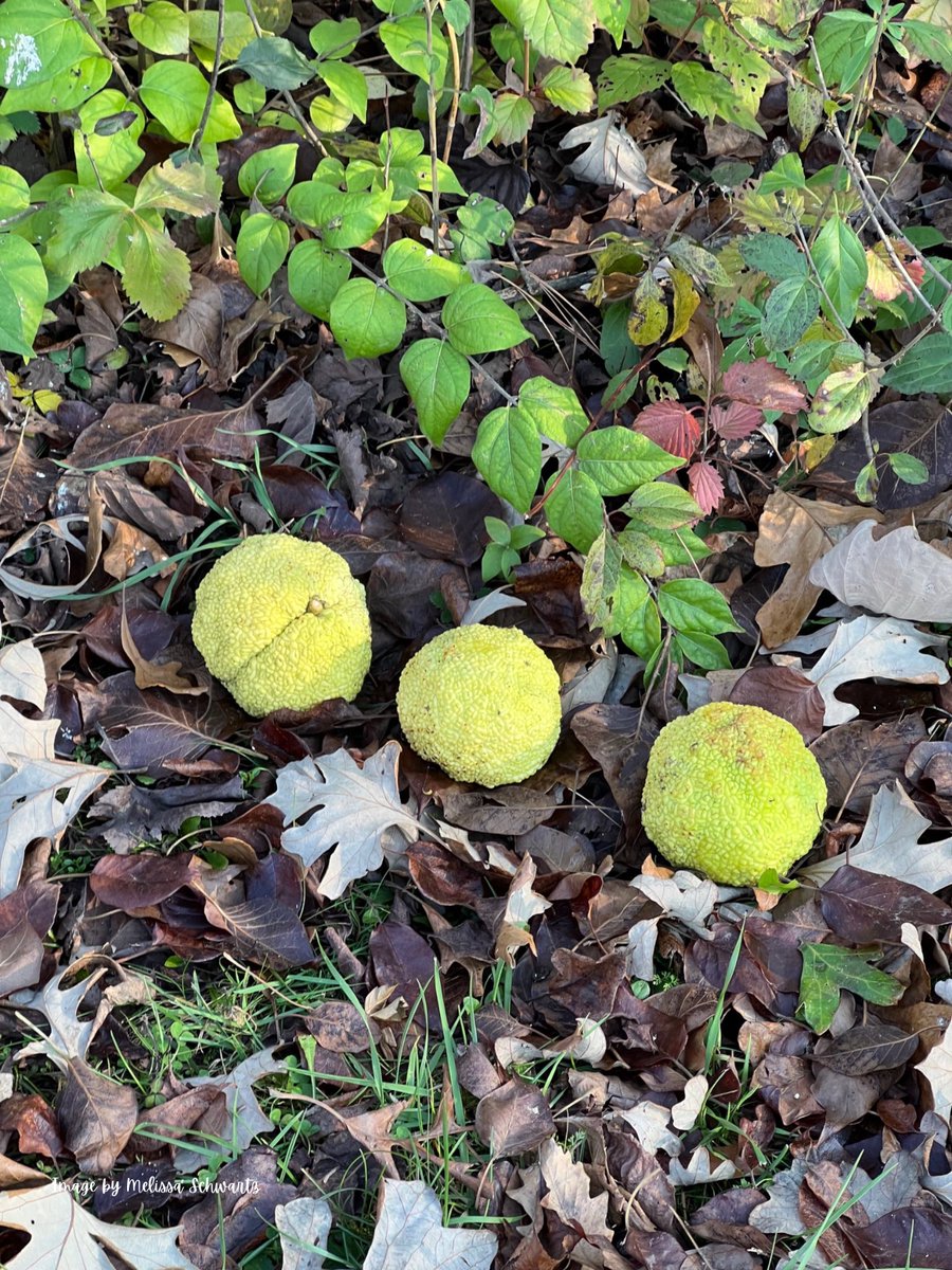 Osage oranges at Crabtree Nature Center! Scene perfectly composed by nature. @FPDCC