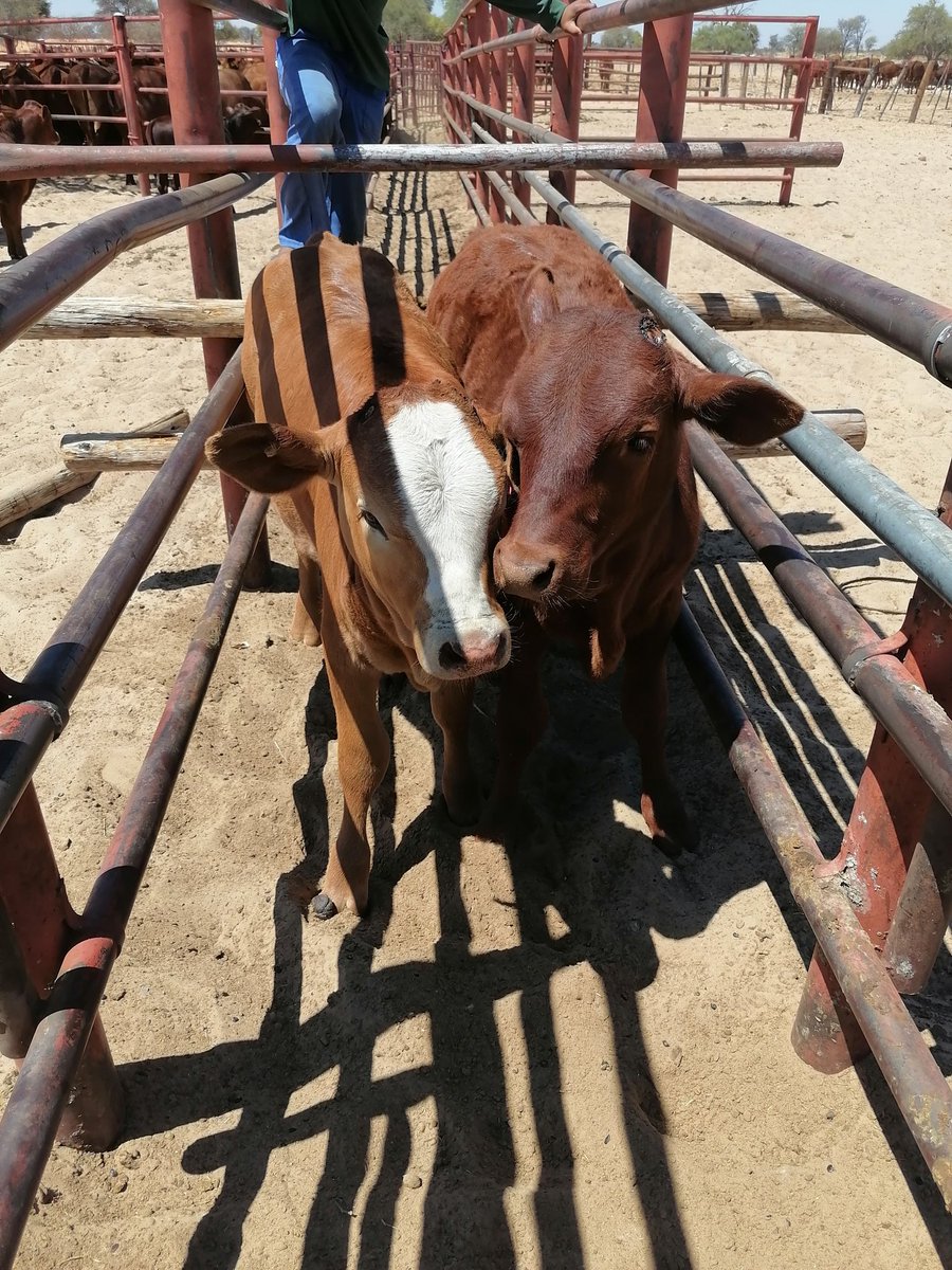 This is Simbra and Bonsmara and If you are interested in cattle farming please like and repost.