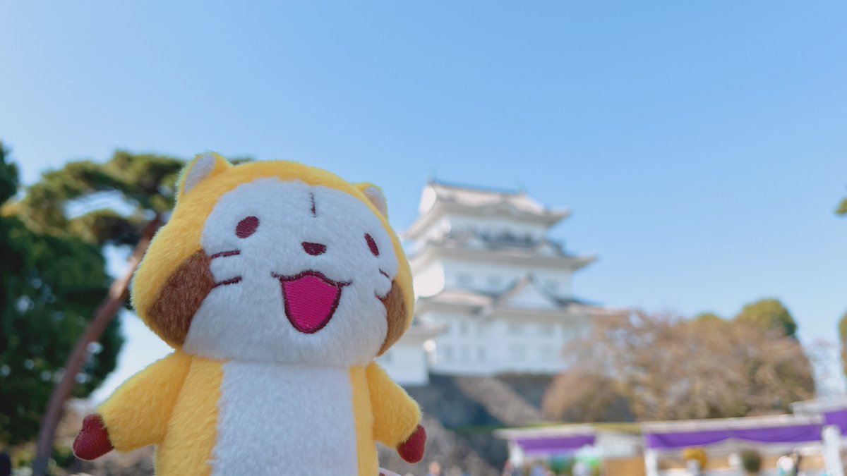 Rascal_tweet's tweet image. お城、かっこいいミャ〜(◆'ᗜ'◆)

#ラスカル #旅ラス #小田原城