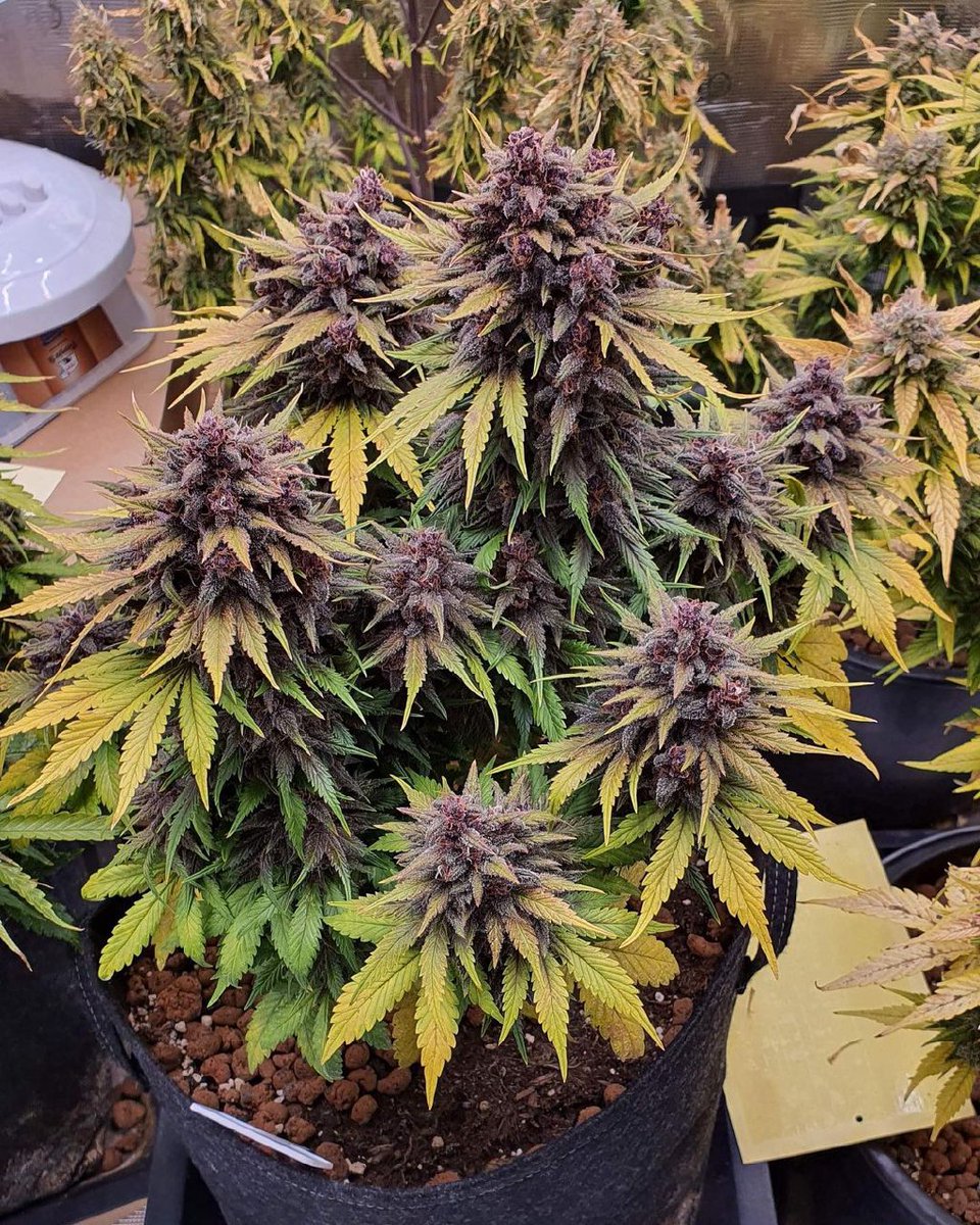 Red strawberry banana 🍌🍌🍌