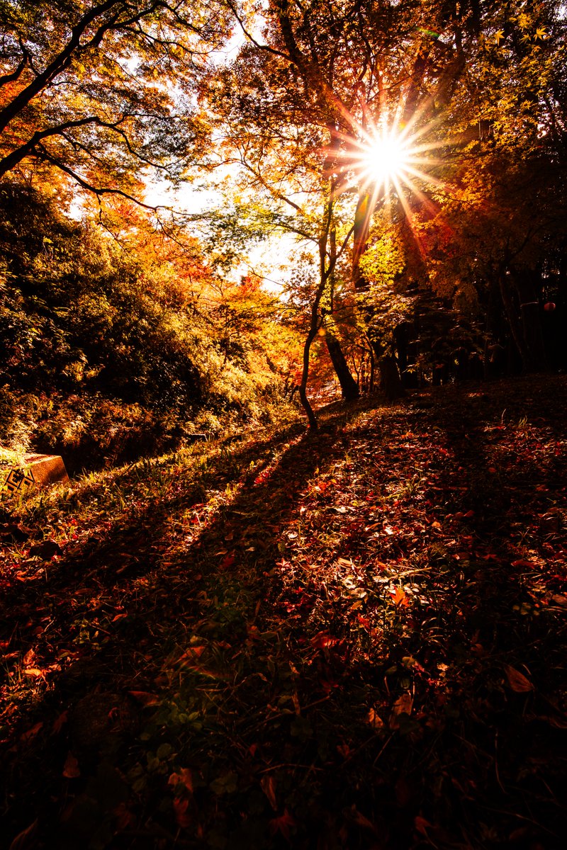 Eye_drops_flow's tweet image. 最高の3連休でしたね！！！
（そうです、もちろん私は仕事でしたよ🤣）