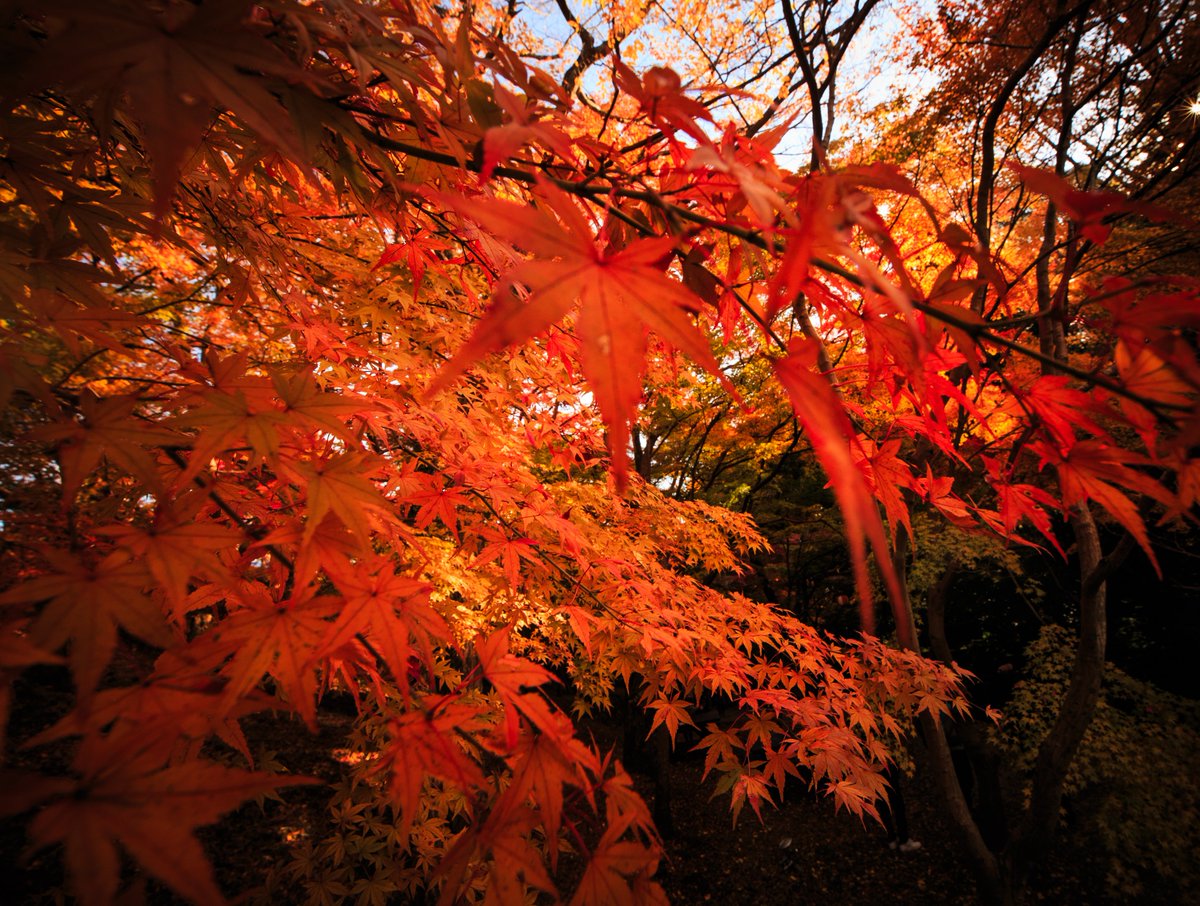 Eye_drops_flow's tweet image. 最高の3連休でしたね！！！
（そうです、もちろん私は仕事でしたよ🤣）