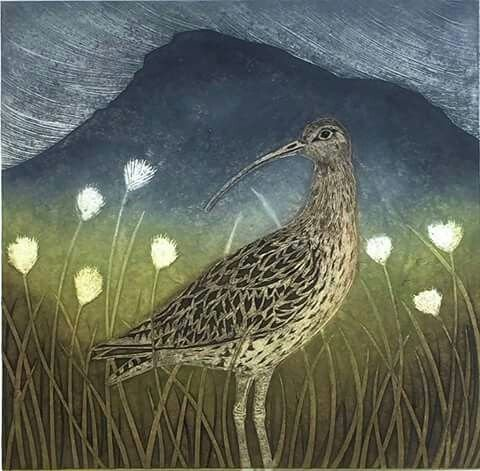 B_Strawbridge's tweet photo. 'C' is for Curlew. But how to choose just one piece, for such a special bird?

So, a whole thread for this one, starting with my absolute favourite, which Rob bought me for my 60th birthday.

Curlew and Cotton Grass, by Yorkshire artist, @HesterCoxPrint 

#AlphabetBirdArt #Curlew https://t.co/kYAefgGrDA