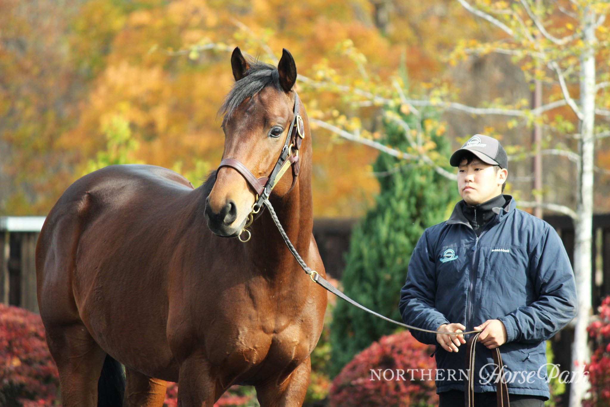 ノーザンホースパーク競馬　オルフェーヴル、キタサンブラック、コントレイル他 キタサンブラック - 競馬グッズの通販サイト ノーザンホース
