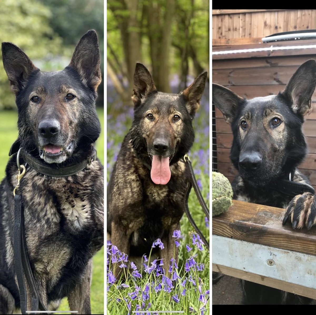 This is Hero. Hero was my police dog for more than 6 years before Hertfordshire police took her from me and my family after malicious and false allegations were made against me and I was then bullied into leaving the police.
