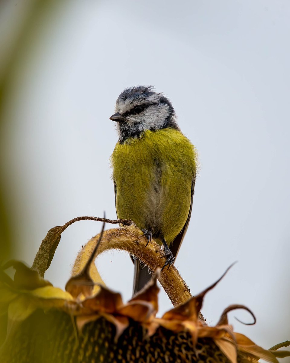 #BirdsOnFilm
 #FeatheredFlock
 #BirdsOnBranches
 #BirdingLife
 #BirdingTrips
 #FeatheredBeauties
 #AvianAdventures
 #BirdsAndBeaks
 #BirdWatching
 #Ornithological
 #AvianAesthetics
 #BirdLovers