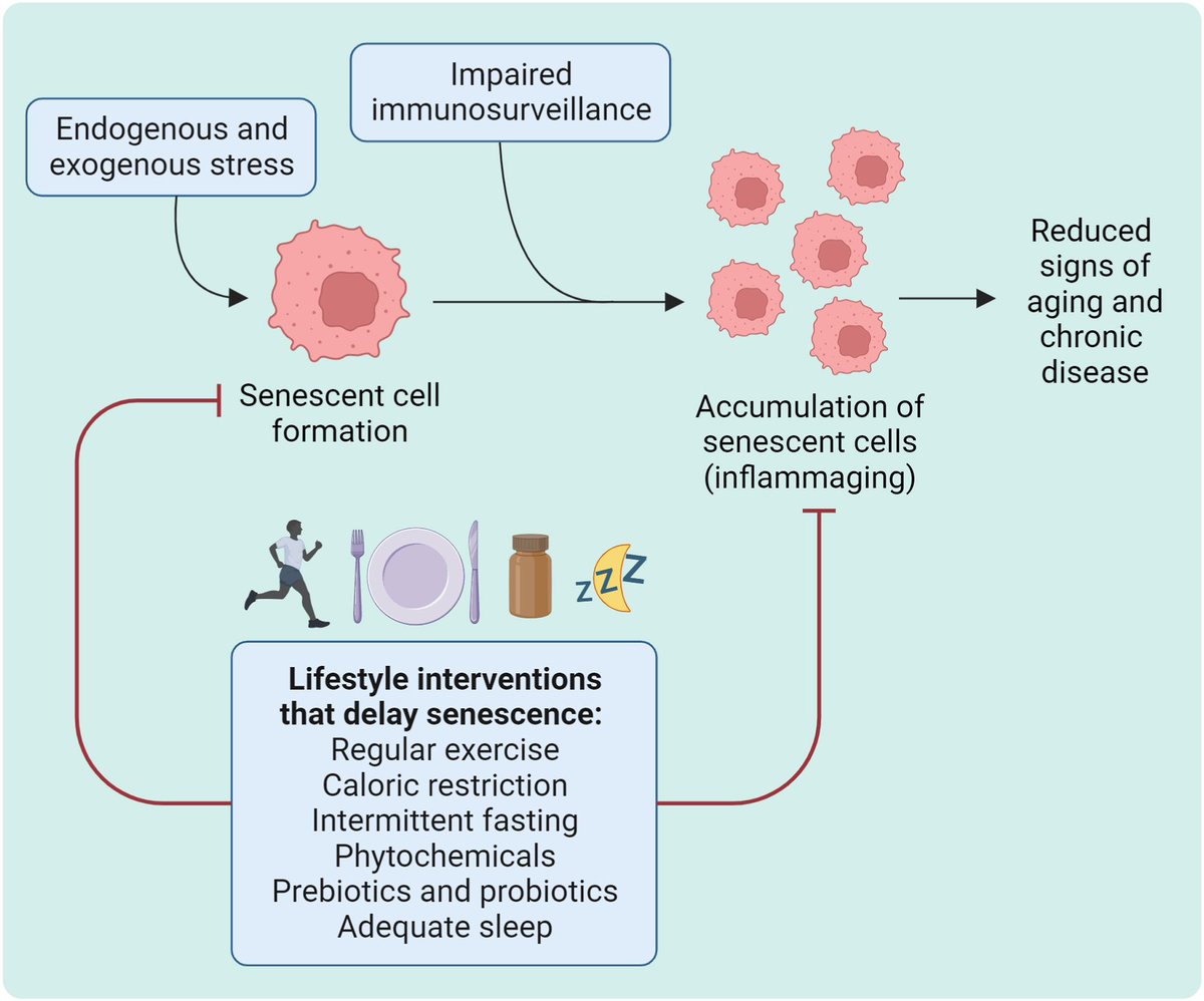 Lifestyle interventions to delay senescence…
sciencedirect.com/science/articl…
