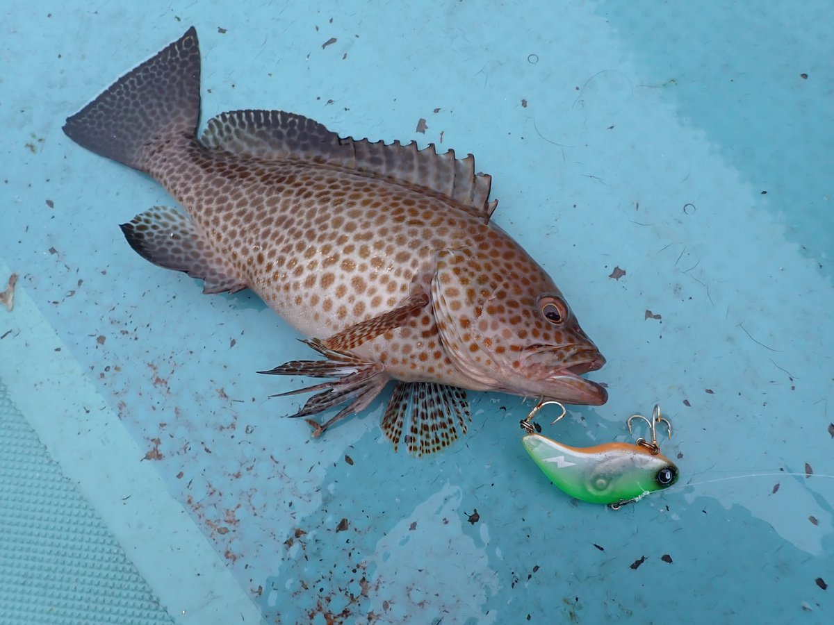 fishyuta927's tweet image. シャローに魚がいる時は安定のDIVISEVIBRATION70⚡
 #DIVISER
 #DIVISEVIBRATION70