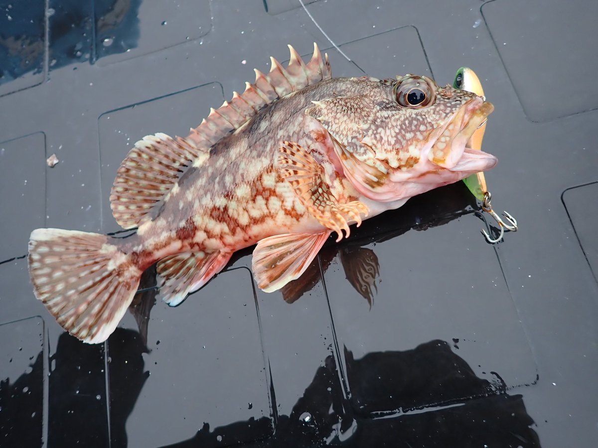 fishyuta927's tweet image. シャローに魚がいる時は安定のDIVISEVIBRATION70⚡
 #DIVISER
 #DIVISEVIBRATION70