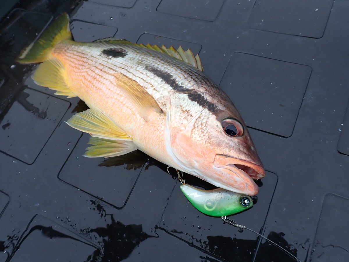 fishyuta927's tweet image. シャローに魚がいる時は安定のDIVISEVIBRATION70⚡
 #DIVISER
 #DIVISEVIBRATION70