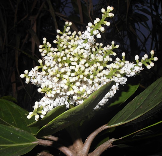 Watch this short video (thanks Norland) describing how four organisations worked together to snatch a critically endangered tree #Madagascar from the jaws of extinction madagascarfaunaflora.org/darwin-initiat…. Thanks @UKBCFs, @ScienceatCZ, @MoBot_Research, @MadaFaunaFlora,