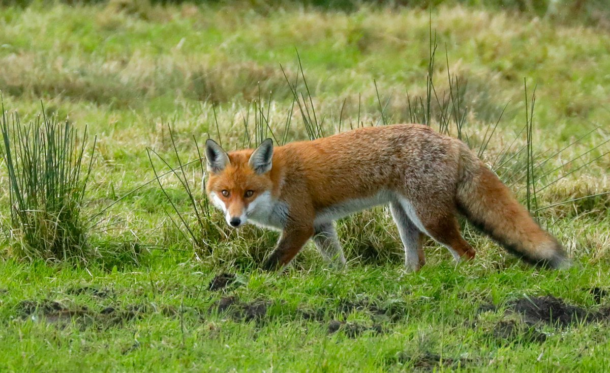 This Fox was roaming around Dungeness on Friday. Posed for a few pics before running off 🙂 - @DerekDesj