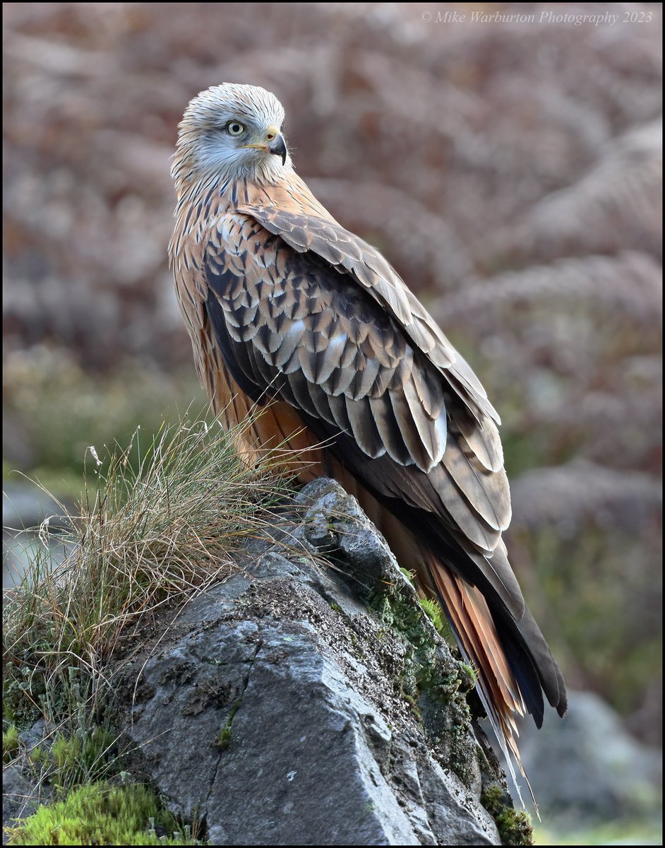 Another from the new hide........such stunning Birds! #Wales #RedKite #wildlife #nature #hawk #birds #predator #birdofprey #BreconBeacons #wildlifephotography @BBCSpringwatch @CanonUKandIE @WildlifeMag @BannauB @NatGeoPhotos @_BTO @Natures_Voice @BBCEarth