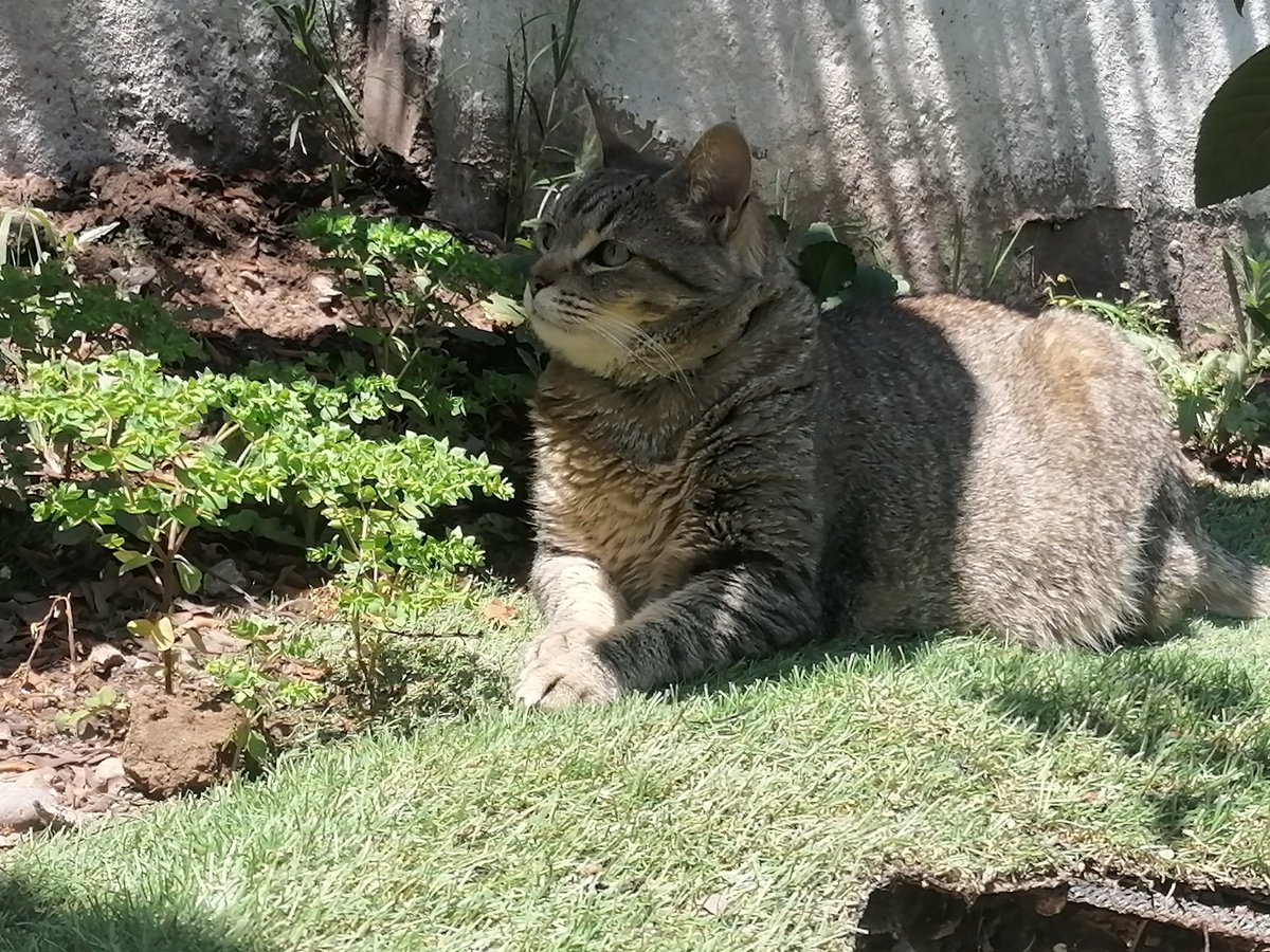 Una Mujer Libre tweet media