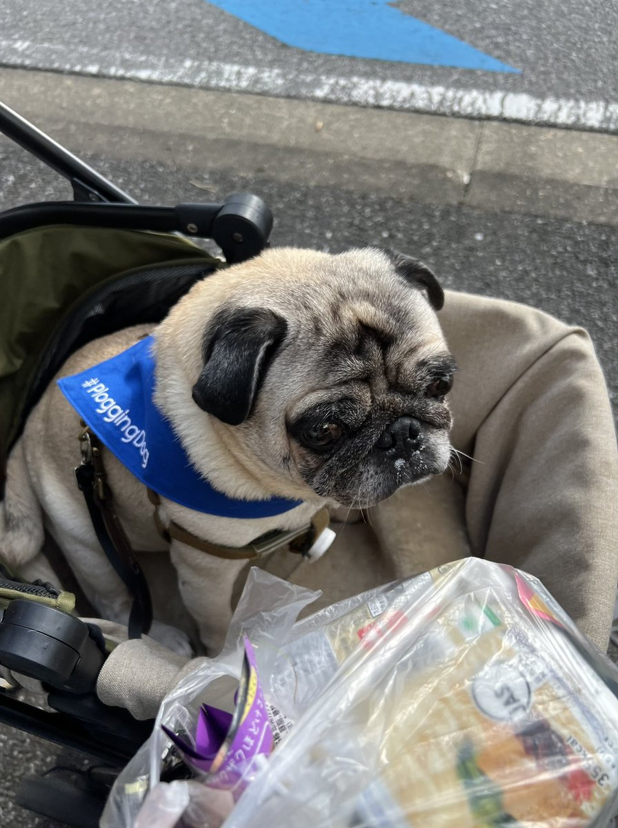 BlueCircleJapan's tweet photo. アポとゴミ拾い散歩🐶

#秋 #11月とはおもえない暑さ 
#pug #パグ #アポ 
#ploggingdog @enkara
#ゴミ拾い散歩
#イチョウもきれい✨ 

#海にゴミが行きませんように🐟 https://t.co/gTY8qyTFtf