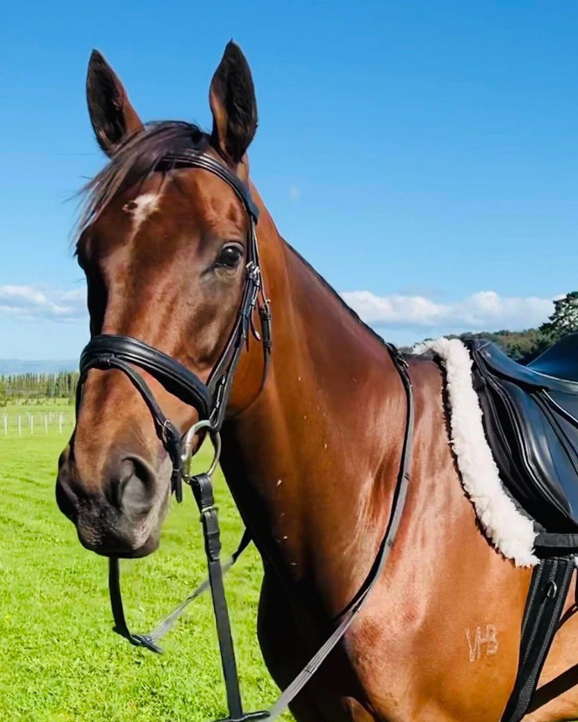 Melbourne Cup Runners: Where are they now? 

(Sir) Charles Road (Myboycharlie x Giant Mystique)

7th in the 2018 Melbourne Cup

A winner 6 times from 51 starts, this quirky but loving character is loving his retraining post-racing with devoted strapper Lee-Ann Jackson 🐎