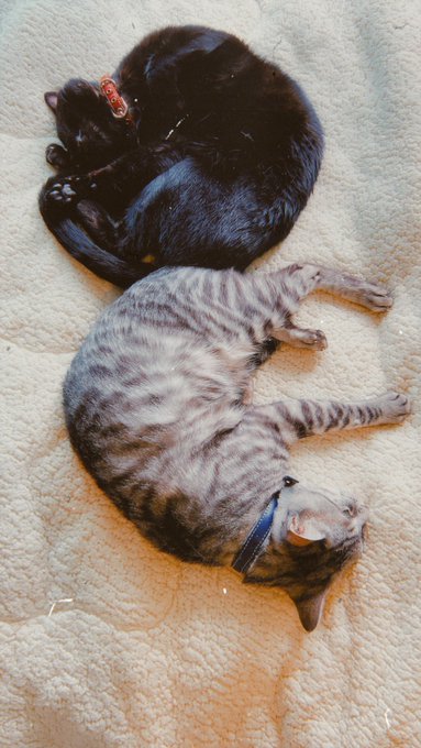 今日の寝床ちゃん https://t.co/PcDAkcdoHo<a href="/tag/%E3%82%A4%E3%83%99%E3%83%B3%E3%83%88go_%E8%B5%A4%E3%83%96%E3%83%BC"class="tags"><span>#イベントgo_赤ブー</span></a><a href="/tag/%E5%A2%93%E6%B0%B4"class="tags"><span>#墓水</span></a>