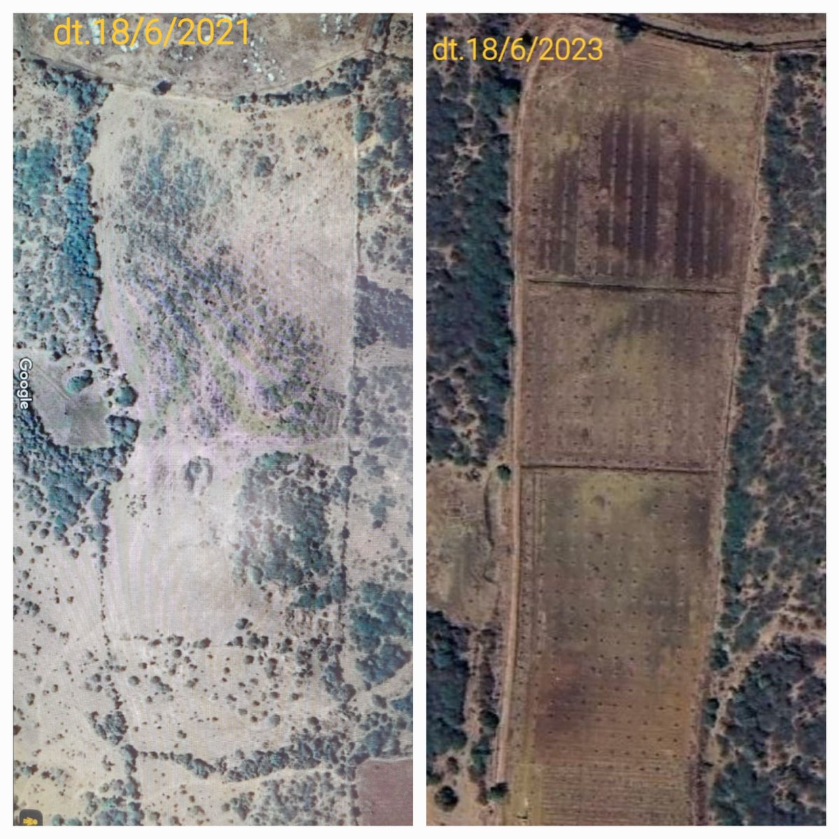 merubag's tweet image. Google map view befor land preparation and after mango plantation 
#gujarat #mangofarm #mango #nature #kingoffruits #organicfarm #agriculture #farmer #mangofarming #indianfruit #kesarmango #organic #NaturePhotography #google #GoogleMaps #googlemap