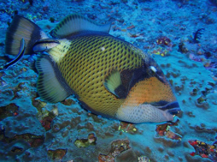 Titan Triggerfish - Cá bò titan

Vùng sinh sống: Ấn Độ - Thái Bình Dương

Titan Triggerfish (Nguồn ảnh: addtobucketlist)

Hầu hết các loại cò đều nhỏ. Vô số loài cò súng thực sự rất thân thiện. Tuy nhiên, cò súng Titan là một câu chuyện khác. Cò súng Titan có