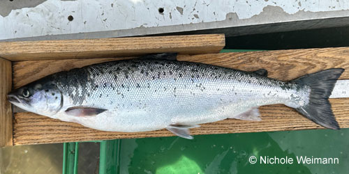 fishdb's tweet photo. OFFLHD v5.29. Updated photograph for Atlantic Salmon.  Thanks @nichole_wiemann https://t.co/xbJpKTyVaf @afs_oc @CARSAFS https://t.co/dJo5srzKVh