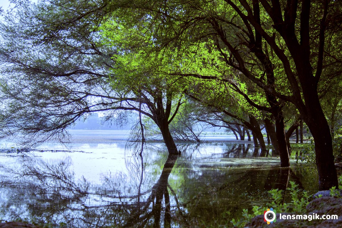 np_photographer's tweet photo. Thol Bird Sanctuary https://t.co/BxGhhNSkDT Flora And Fauna #tholbirdsanctuary #thollake #artificiallake #lakesinGujarat #birdsanctuaryGujarat #thollakefloraandfauna #birdsofThol #thollaketimings #thollaketicketprice https://t.co/PGp0Ja3mwA
