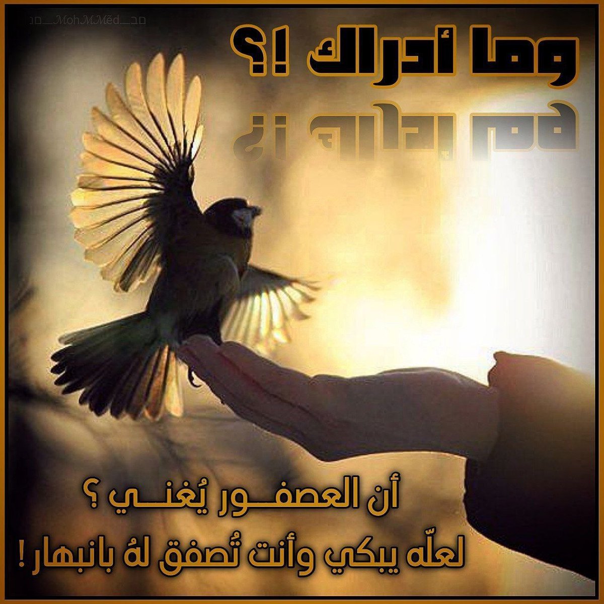 لا تحكُّم على النوايا
مهما كلَّفك الأمر، ولا تظن أنك مُدْرِك في معرفة مالاَ تعرف، ربما لكل شخص جهةً يأمَل تجَاوزها بِصَمْت وهُدُوء في حال بحثك عن زَلاَّته وتَتبع هَفْوَاته، فإن لم تُسعد أحدًا لا تُؤْذِيهِ

لاتحسدوا الناس على نصيبهم من الفرح
لمجرد أن نصيبهم من الحــــــزن لم يُرى