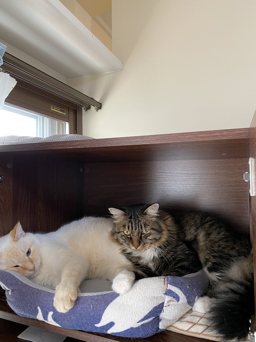 cat3_ff's tweet photo. まったりDAY
#猫 #ねこ #ねこのいる暮らし #ねこのいる生活 #猫好きさんと繋がりたい #癒し https://t.co/PX18QRdkcJ